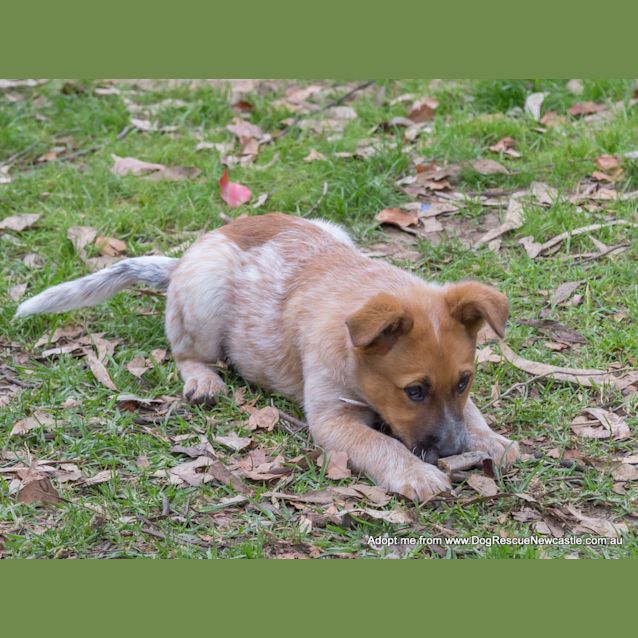 Photo of Jewel (On Trial 16/11/14)~ Red Cattle Dog Puppy