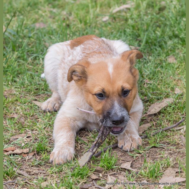 Photo of Jewel (On Trial 16/11/14)~ Red Cattle Dog Puppy