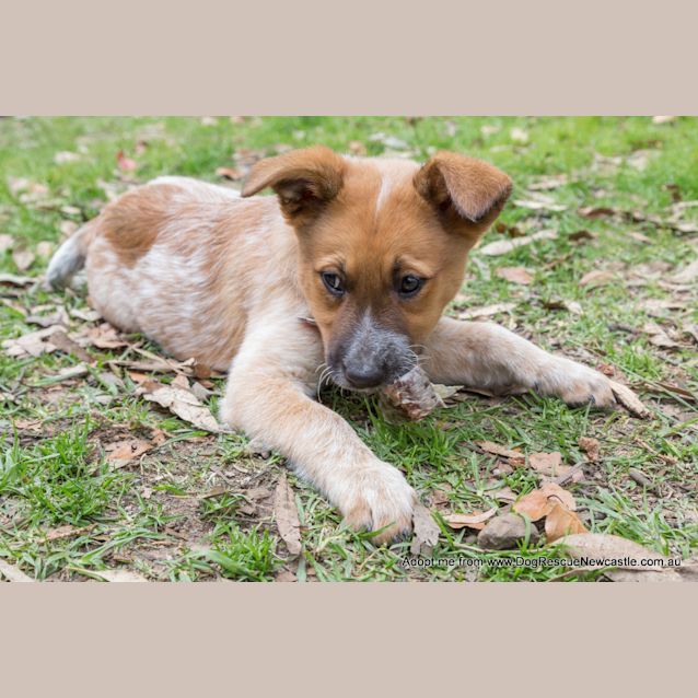 Photo of Jewel (On Trial 16/11/14)~ Red Cattle Dog Puppy