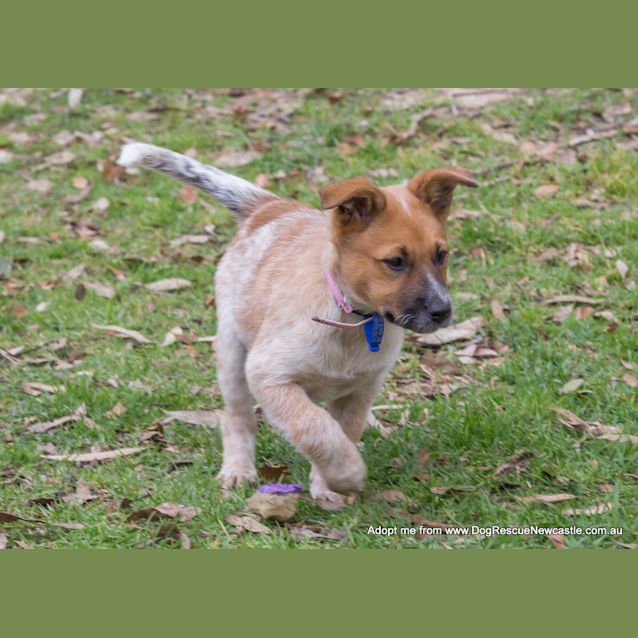 Photo of Jewel (On Trial 16/11/14)~ Red Cattle Dog Puppy