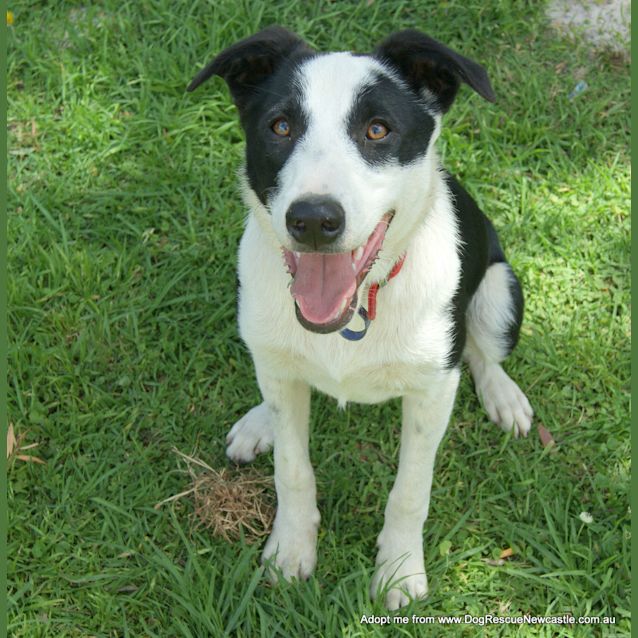 Photo of Floyd (On Trial 5/12/14) ~ Border Collie