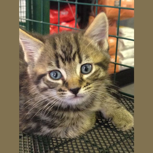 Photo of Duke Claws N Paws Rescue @ Squawks