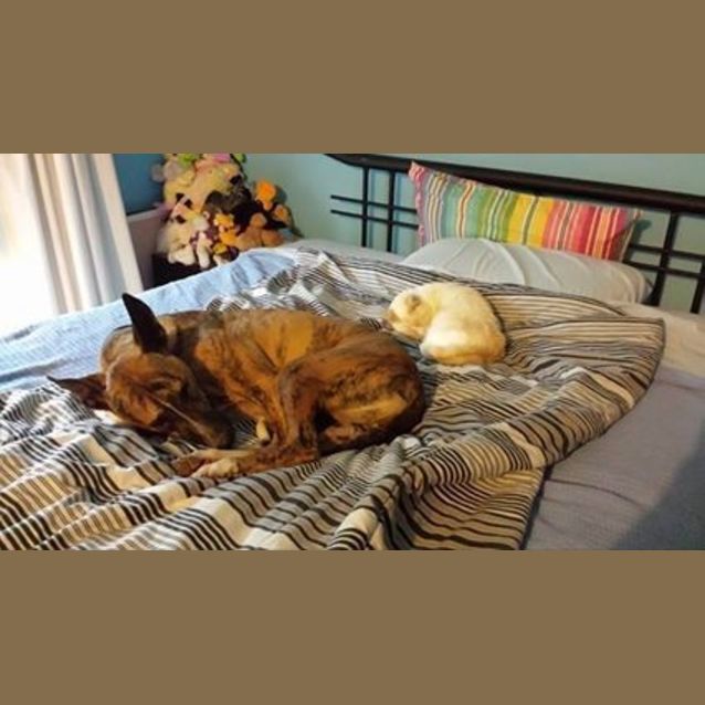 Photo of Gypsy... Dog, Cat, Chooks And Horse Friendly