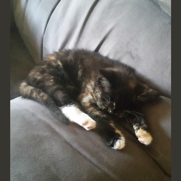 Photo of Miss Mollie