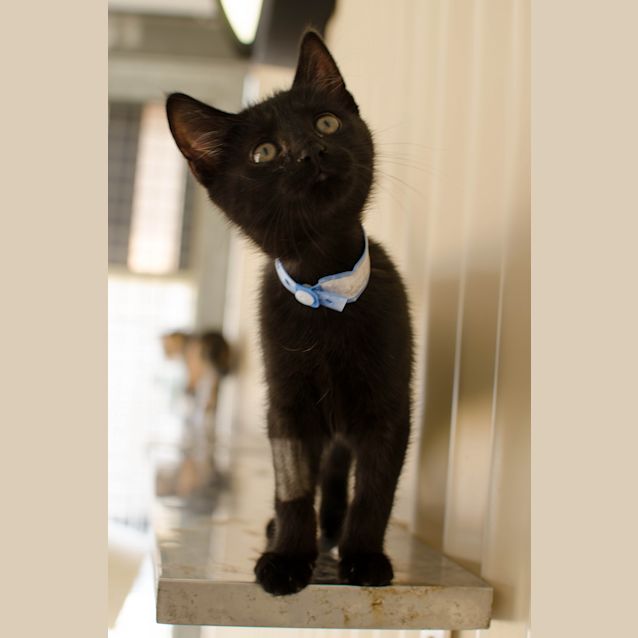 Photo of Romeo