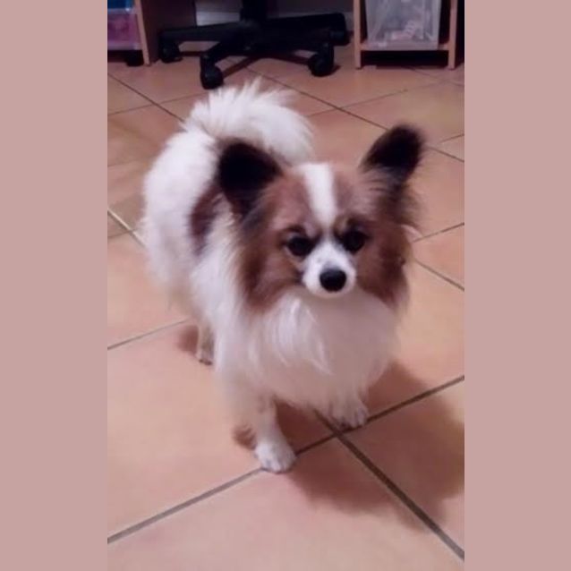 Photo of Toby