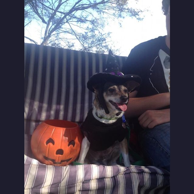 Photo of Wynnie (On Trial 6/12/14)~ Mini Foxy