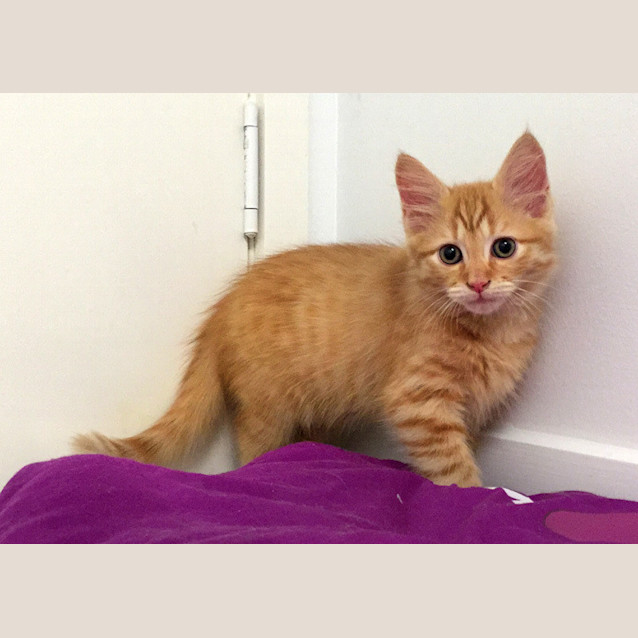 Photo of Oliver