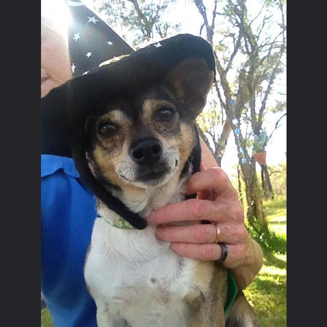 Photo of Wynnie (On Trial 6/12/14)~ Mini Foxy