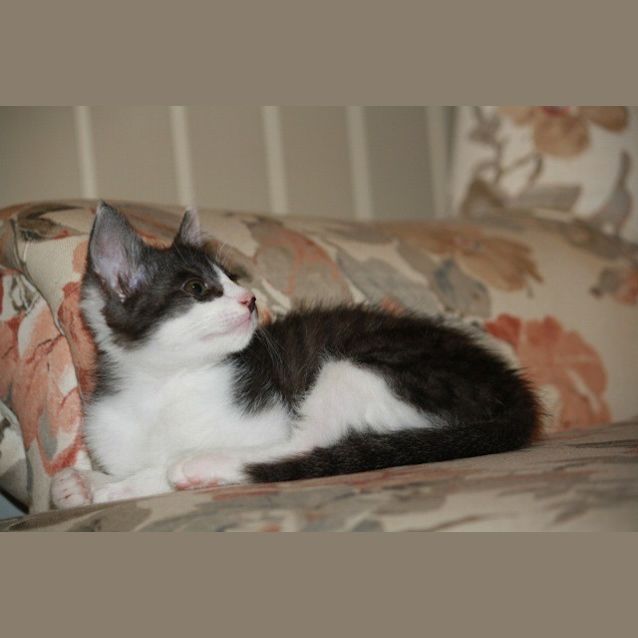 Photo of Moose