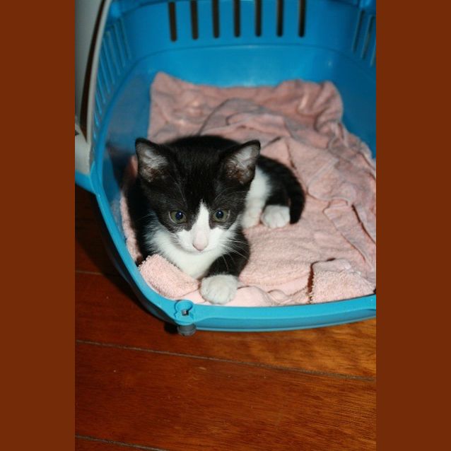 Photo of Badger