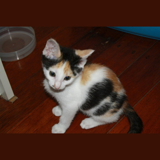 Photo of Foxy