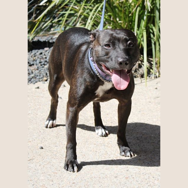 Photo of Indie
