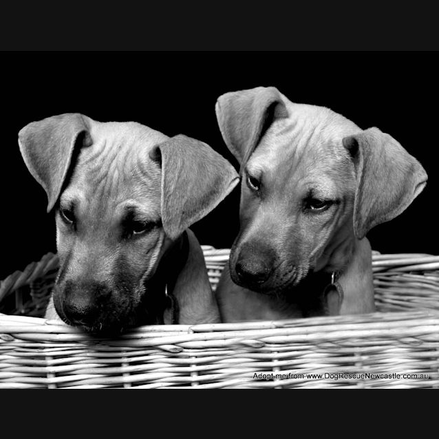 Photo of Tatum (On Trial 22/11/14)~ Ridgeback X Puppy