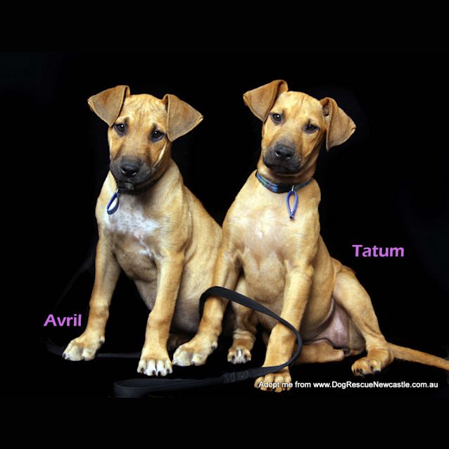 Photo of Tatum (On Trial 22/11/14)~ Ridgeback X Puppy