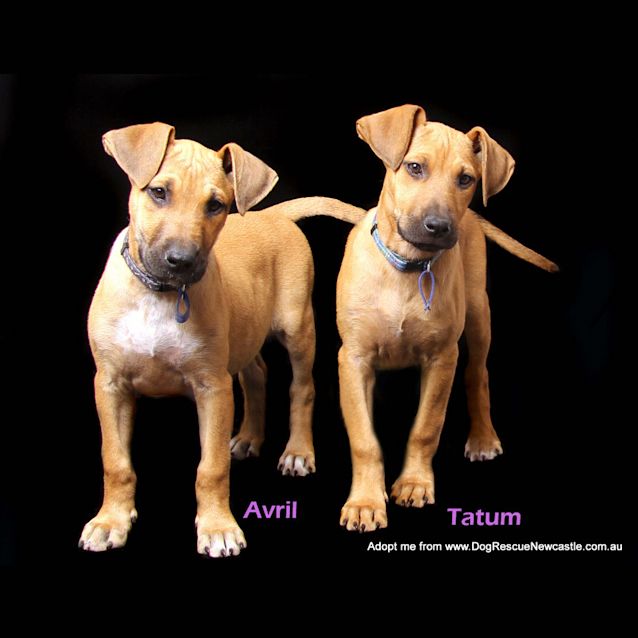 Photo of Tatum (On Trial 22/11/14)~ Ridgeback X Puppy