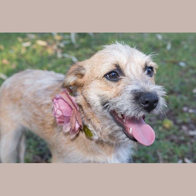 Photo of Cherry Pie (On Trial 27/12/14) ~ Cattle Dog X  Jrt