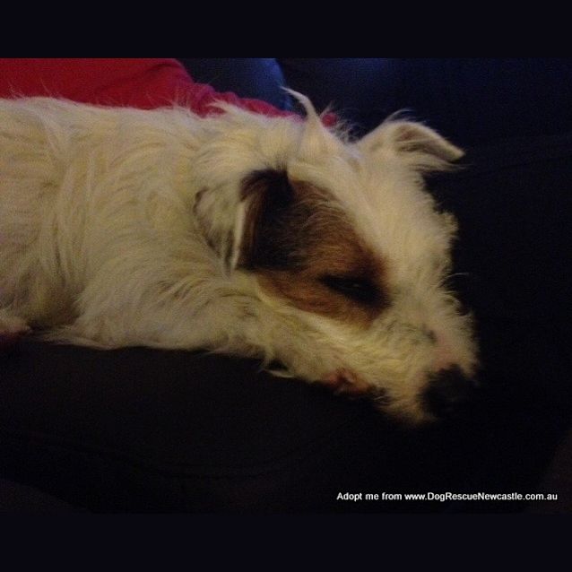 Photo of Basil (On Trial 14/11/14)~ Jrtx Fox Terrier