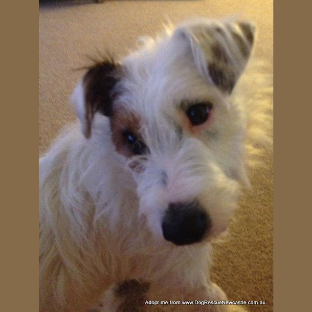 Photo of Basil (On Trial 14/11/14)~ Jrtx Fox Terrier