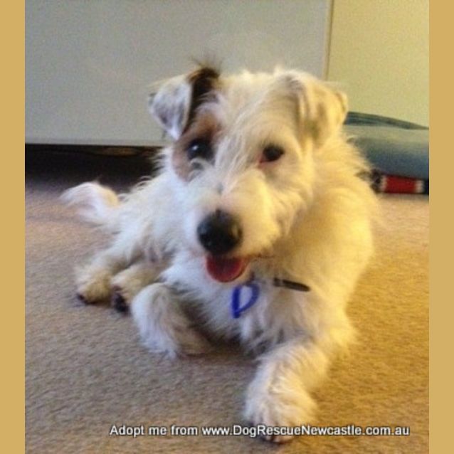 Photo of Basil (On Trial 14/11/14)~ Jrtx Fox Terrier