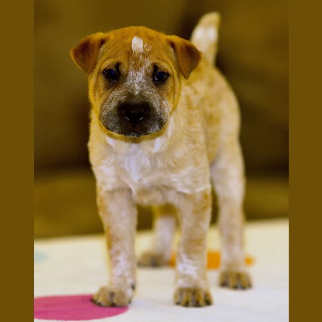 Photo of Alfie ~ Adopted 18/11/14