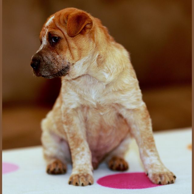 Photo of Alfie ~ Adopted 18/11/14