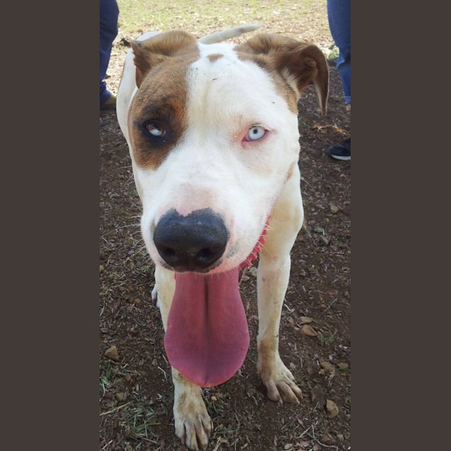 Photo of Harley (Adoption Pending)