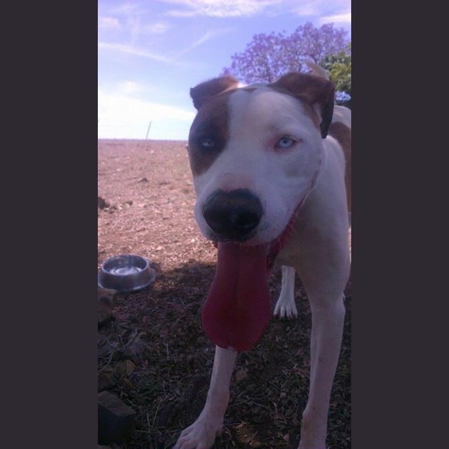 Photo of Harley (Adoption Pending)