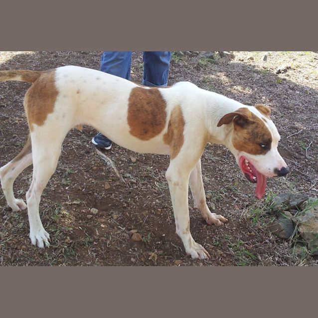 Photo of Harley (Adoption Pending)