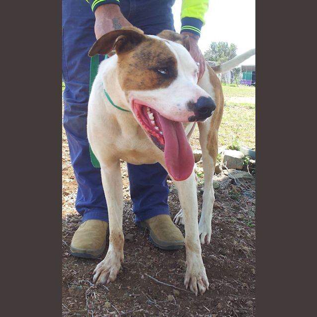 Photo of Harley (Adoption Pending)