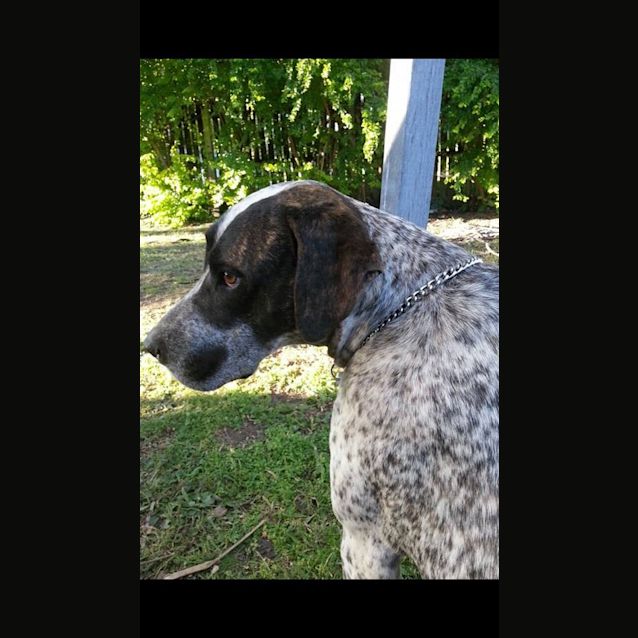 Photo of Chevy (Adoption Pending)