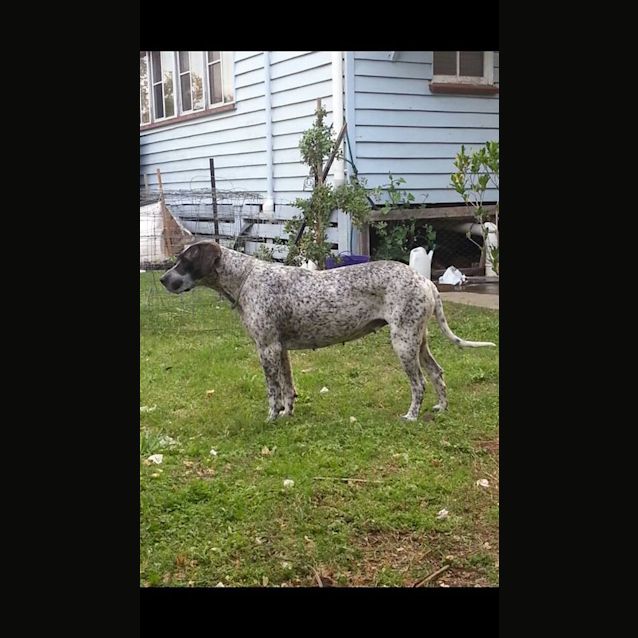 Photo of Chevy (Adoption Pending)