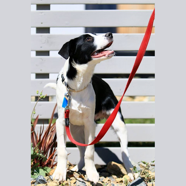 Photo of Scout