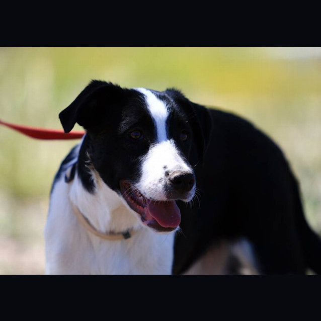 Photo of Scout