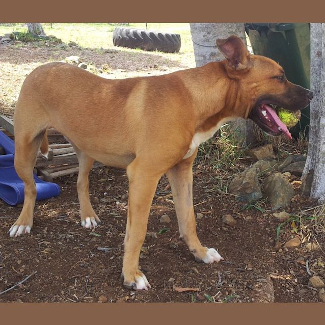 Photo of Nitro (Adoption Pending)