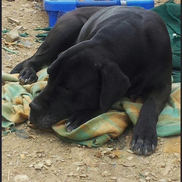 Photo of Indigo (Adoption Pending)