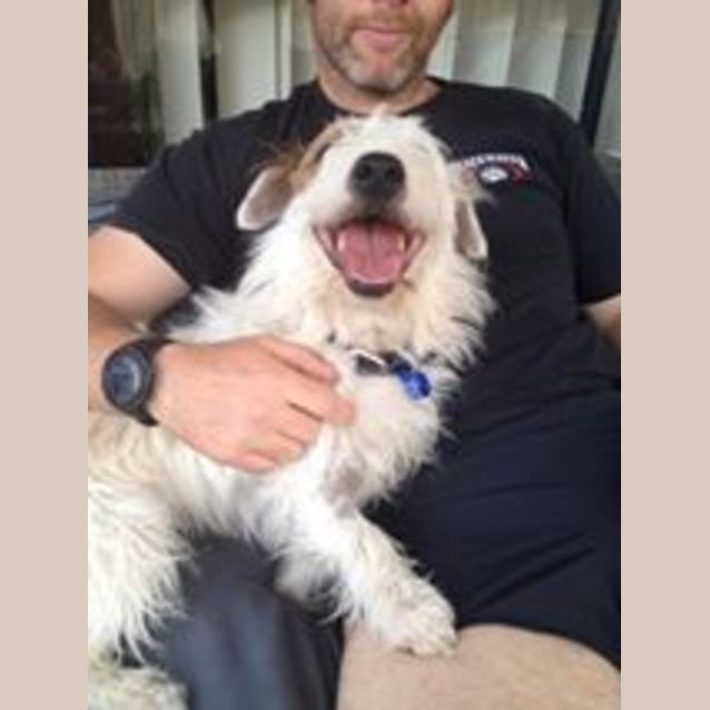 Photo of Basil (On Trial 14/11/14)~ Jrtx Fox Terrier