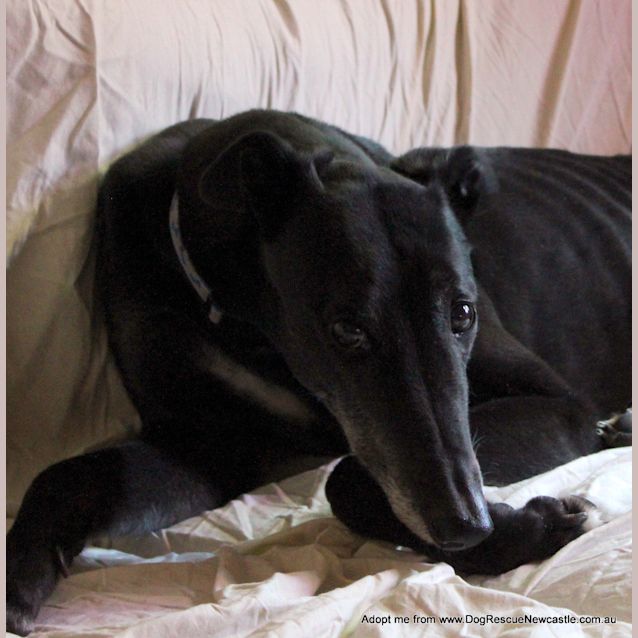 Photo of Delilah (Adopted 1/2/15) ~ Velvety Black Greyhound