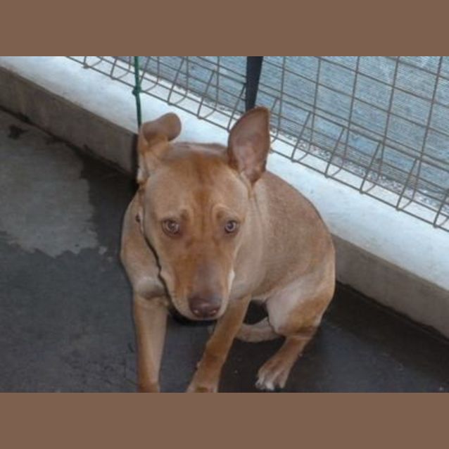 Photo of Lara (Adoption Pending)