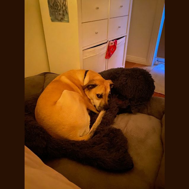 Photo of Bambi 
