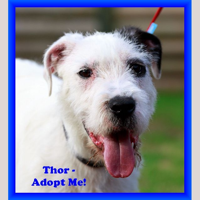 Photo of Thor (On Trial 26/11/14)