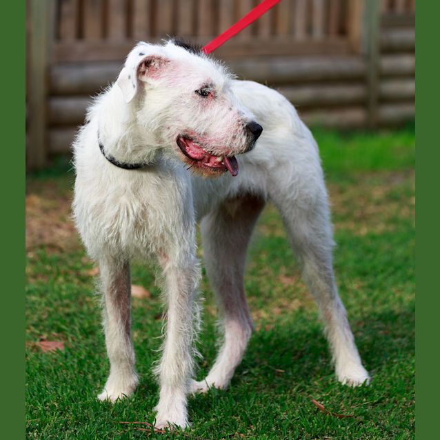 Photo of Thor (On Trial 26/11/14)