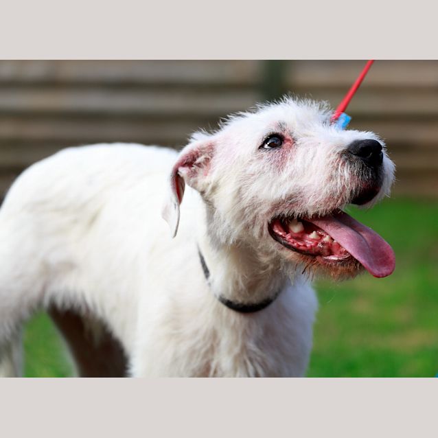 Photo of Thor (On Trial 26/11/14)