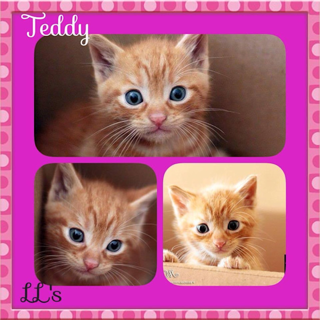 Photo of Teddy