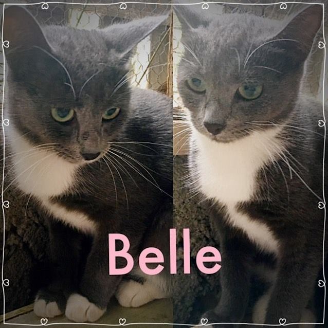Photo of Belle