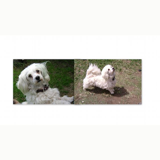 Photo of Casper