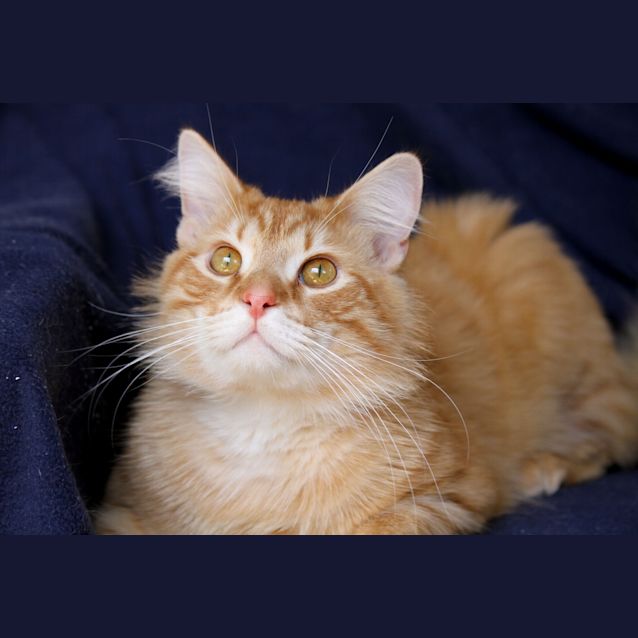 Photo of Tonka