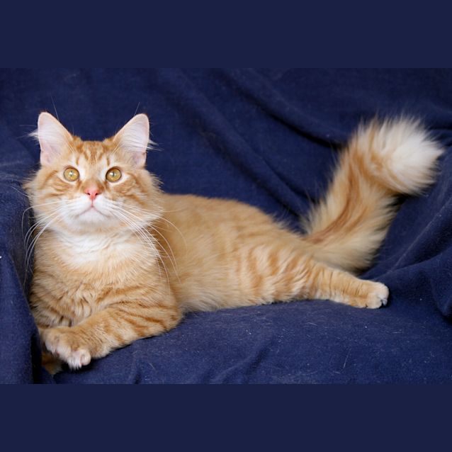 Photo of Tonka
