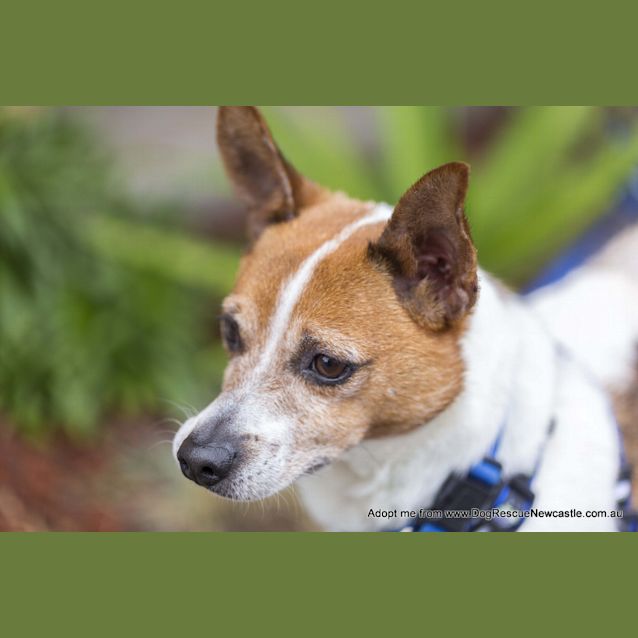 Photo of Alex (On Trial 22/11/14) ~ Mini Foxy