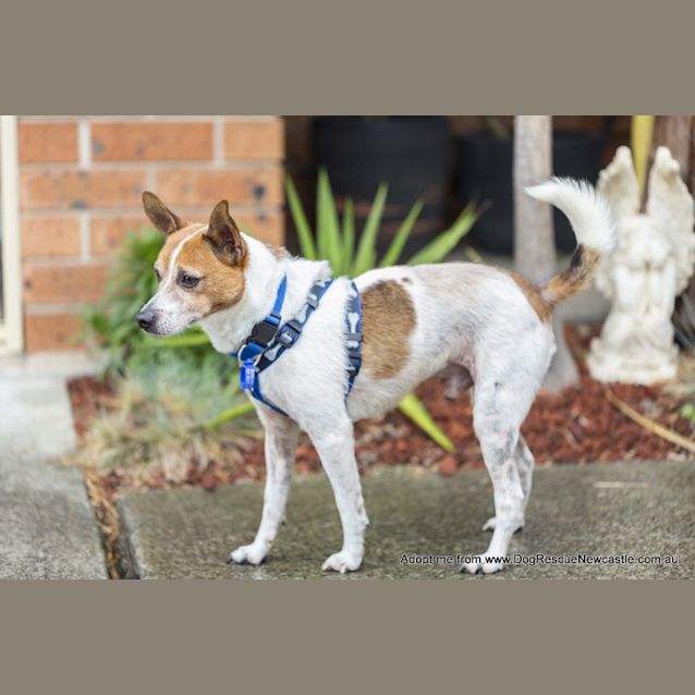 Photo of Alex (On Trial 22/11/14) ~ Mini Foxy